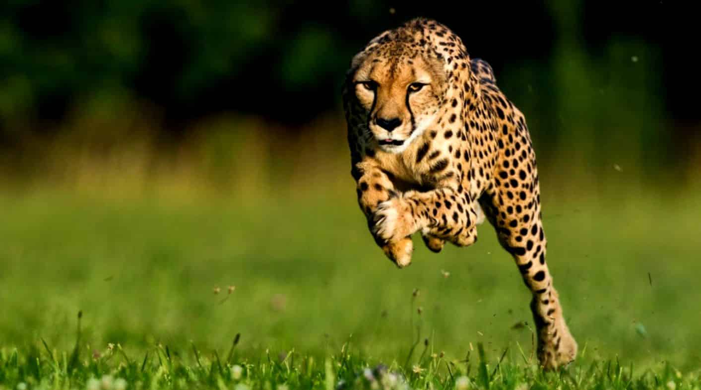 agile-for-marketing-cheetah