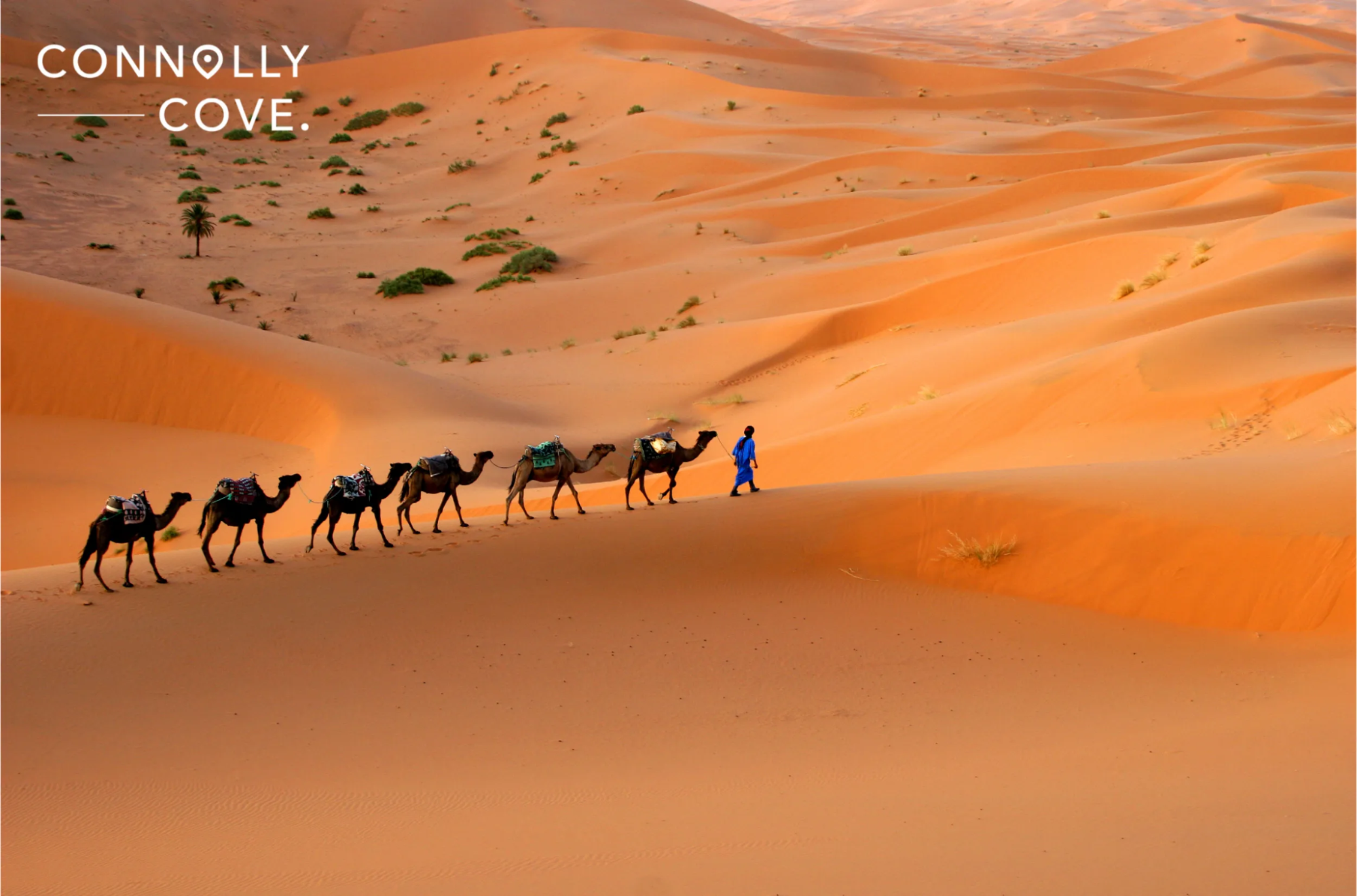 Photo of man walking camels in desert with Connolly Cove logo watermark